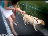Pet Porn - Horny slut felt horny after taking her dog to a walk